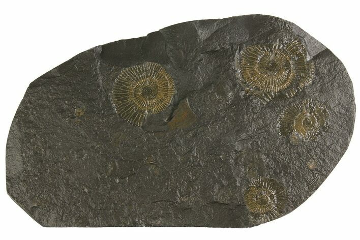 Dactylioceras Ammonite Cluster - Posidonia Shale, Germany #180324